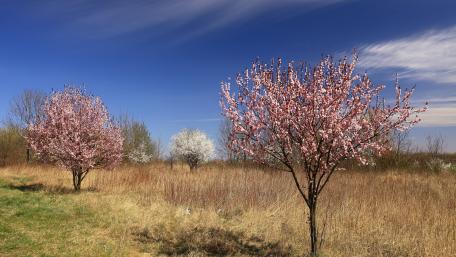 Blossoming Trees in Vibrant Spring Landscape wallpaper