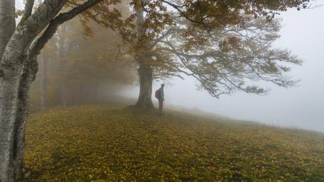 Autumn Hiker in a Foggy Landscape wallpaper