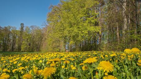 Vibrant Dandelion Field in Springtime wallpaper