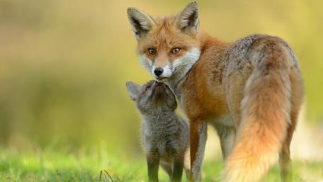 Charming Moments of Foxes in Nature wallpaper