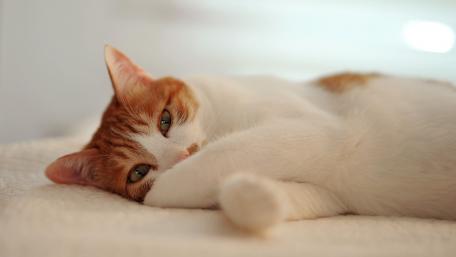 Cozy Cat Relaxing on Soft Surface wallpaper