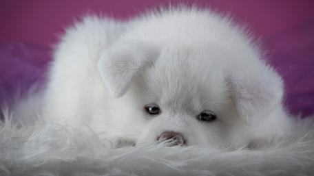 Fluffy White Puppy Dreamscape wallpaper