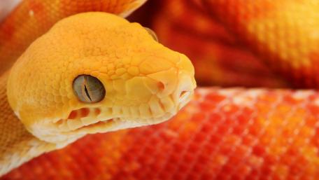 Vibrant Yellow Snake Close-Up Wallpaper wallpaper
