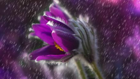 Purple pasque flowers wallpaper
