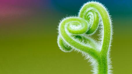 Heartfelt Nature in Macro Focused Detail wallpaper