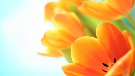 Vibrant Yellow Tulips in Full Bloom wallpaper