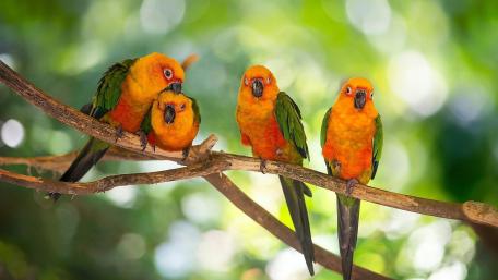 Vibrant Parrots in Nature's Embrace wallpaper