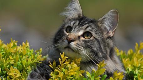 Majestic Cat Among Vibrant Greenery wallpaper