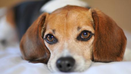 Beagle's Gentle Gaze wallpaper