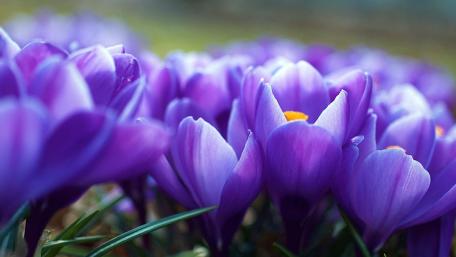 Enchanting Purple Crocuses Blooming in Spring wallpaper