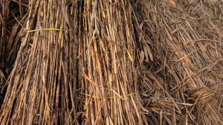 The Sorghum wallpaper