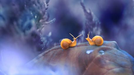 Two snails on leaf in purple background wallpaper