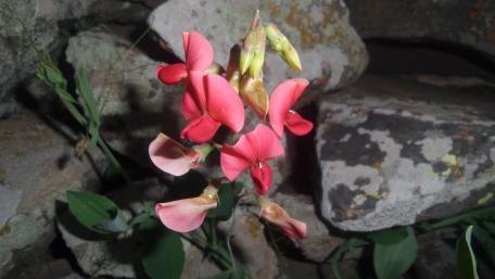 Flower in mount wallpaper
