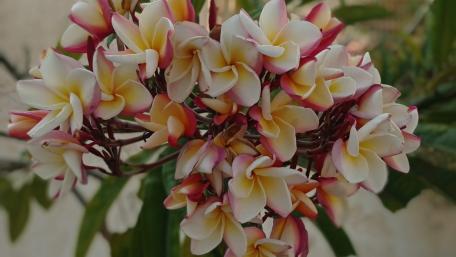 Flowers with bokeh effect wallpaper