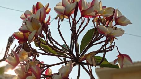 Blossoming Beauty in the Sky wallpaper