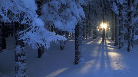 Winter Sunlight Through Snowy Forest wallpaper