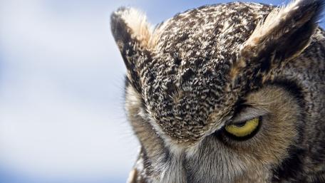 Majestic Owl in Stunning Detail wallpaper