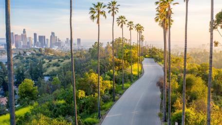 Palm tree lane in Los Angeles wallpaper