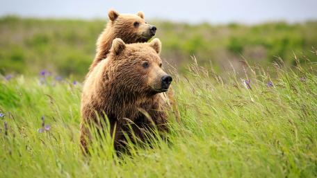 Bear father and bear son wallpaper