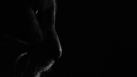 Black cat at night wallpaper