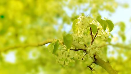 Springtime Blossoms with Fresh Green Leaves wallpaper