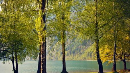 Serene Spring Lake Surrounded by Lush Trees wallpaper