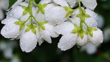 Spring Lilies Covered in Refreshing Waterdrops wallpaper