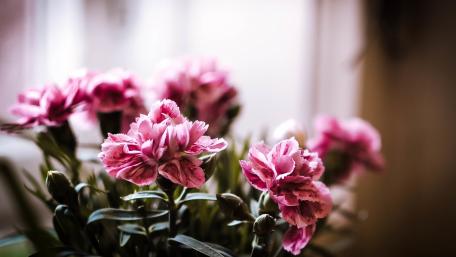 Delicate Pink Carnations in Bloom wallpaper