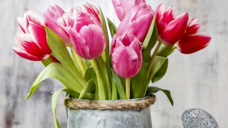 Vibrant Pink Tulips in a Rustic Vase wallpaper