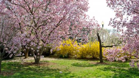 Spring garden wallpaper
