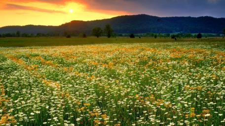 Vibrant Flower Meadow at Sunset wallpaper