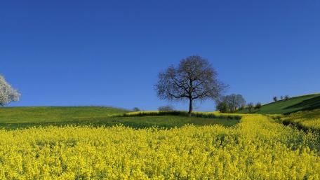 Vibrant Spring Overture in Nature's Palette wallpaper