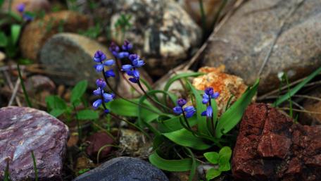 Delicate Blue Flowers Amidst Stones in Springtime wallpaper
