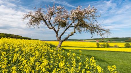 Lone Tree in a Vibrant Yellow Field wallpaper