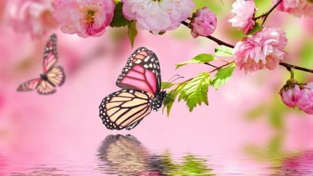 Spring Butterflies Amidst Blooming Cherry Blossoms wallpaper