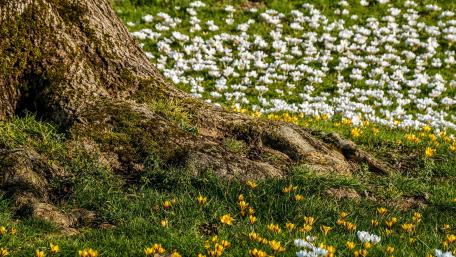 Spring Blooms in a Colorful Field of Crocuses wallpaper