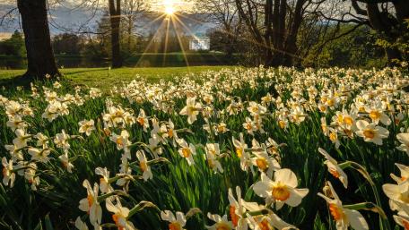 Springtime Blossoms in Golden Light wallpaper