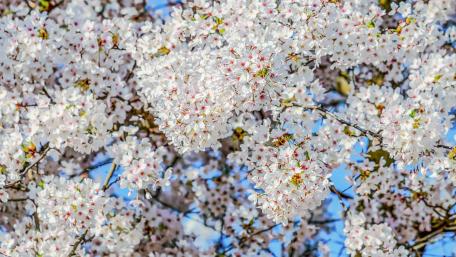 Blossoming Spring Trees in Vibrant 4K View wallpaper
