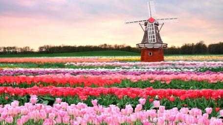 Keukenhof windmill in the tulip field wallpaper