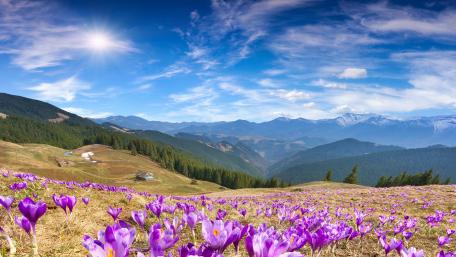 Purple Crocus field wallpaper