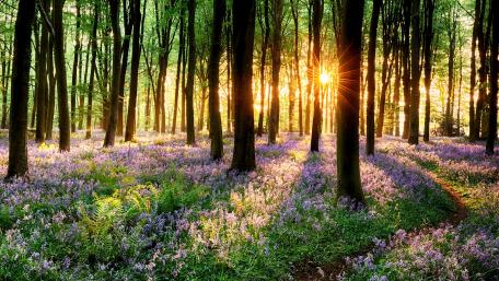 Blossoming Forest Under Golden Sunbeams wallpaper