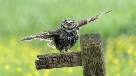 Majestic Owl in Rainy Scene wallpaper