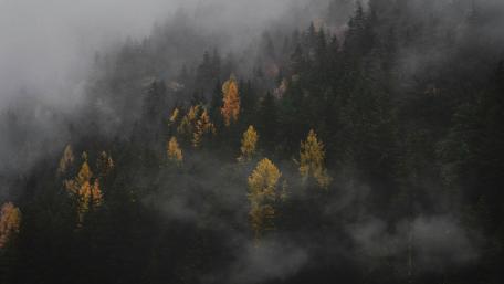 Enchanted Winter Forest Scene with Misty Haze wallpaper
