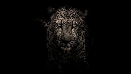 Mystical Jaguar in Shadowy Darkness wallpaper