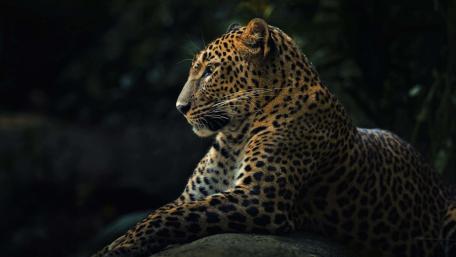 Majestic Leopard in Its Natural Habitat wallpaper