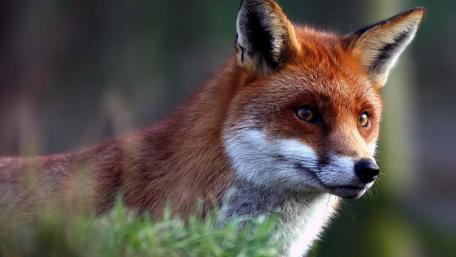 Majestic Red Fox in Nature Scene wallpaper