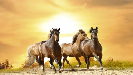 Majestic Horses Running at Sunset wallpaper