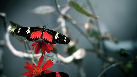 Vibrant Butterfly in Nature's Embrace wallpaper