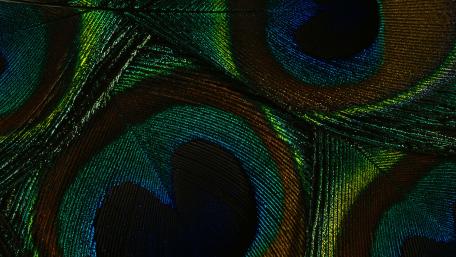 Vibrant Peacock Feather Abstract Design wallpaper