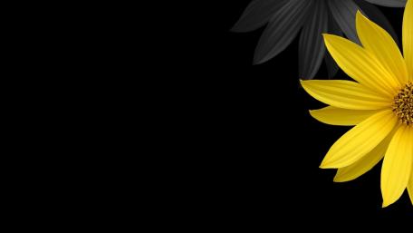 Bright Yellow Flower Amidst Darkness wallpaper